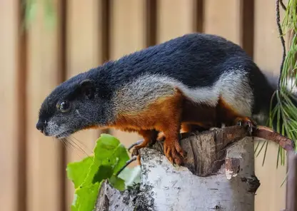 Новосибирский зоопарк подарил парку «Роев ручей» трехцветную белку в честь 25-летия