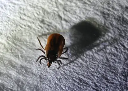 Активность клещей достигает опасных показателей в Хакасии: жителям республики рекомендуют не посещать леса