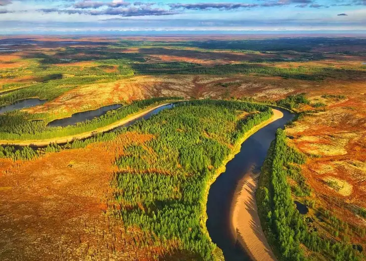 «Роснефть» высадила около миллиона деревьев в рамках программы лесовосстановления в Сибири в 2025 году