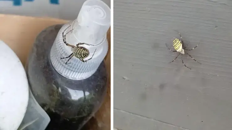 Пауки-осы добрались до Сибири