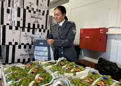 Россельхознадзор рассказал, что ввезли в Красноярский край в 2025 году