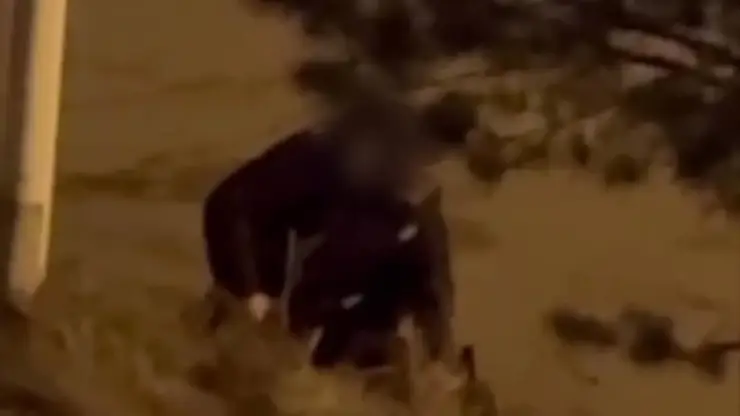 В Иркутске поругался с супругой и ударил собаку отверткой