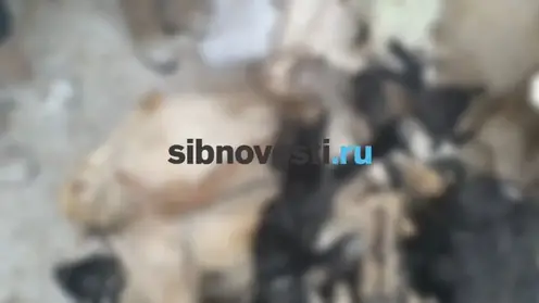 В Красноярском крае из-за самовольного захламления реки погибли 100 ягнят