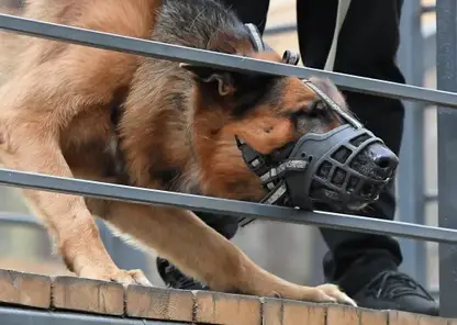 Глава СК РФ Бастрыкин затребовал доклад о расследовании нападения овчарки на семилетнюю девочку в Хакасии