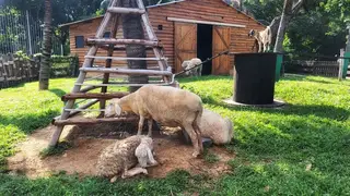 Страусиная ферма под Омском открывает летний сезон с новыми животными 1 мая