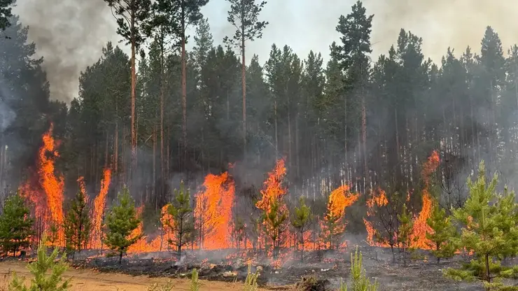 Волонтеров просят присоединиться к тушению пожаров в Забайкалье (видео)