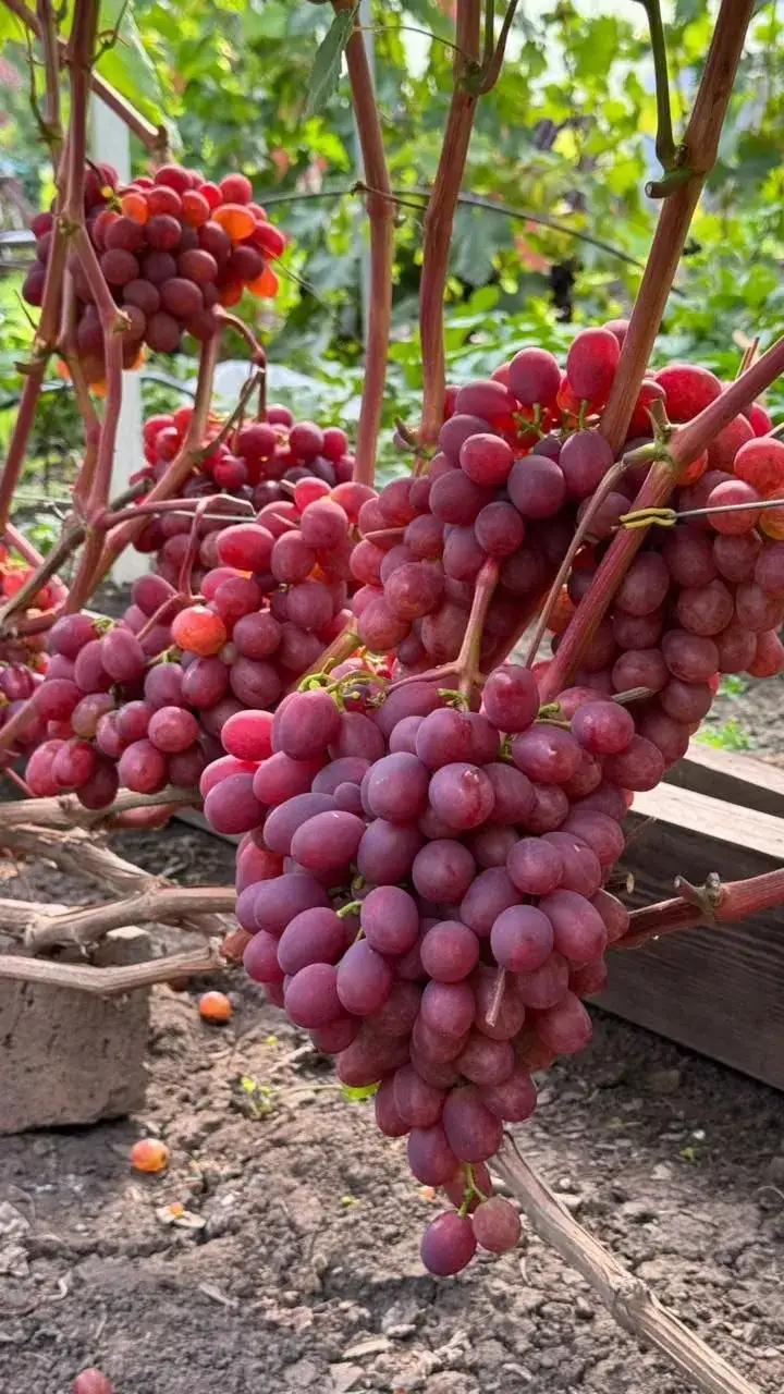 Фото: Сергей Будрис