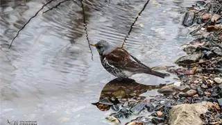 Первое купание птиц показали на «Красноярских Столбахов»