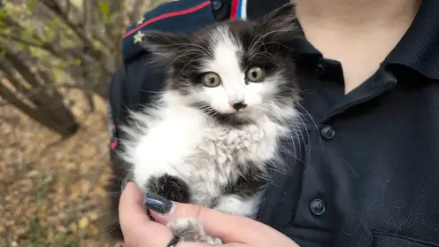 В Красноярском крае полицейские спасли и приютили котёнка