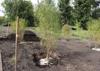 В Красноярске продолжают высаживать деревья