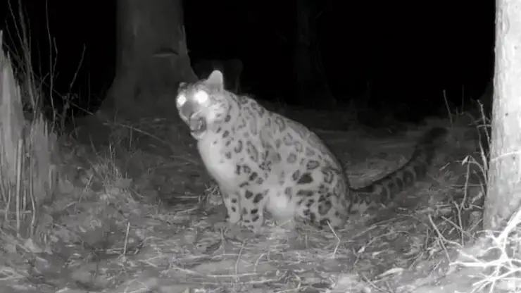 В Красноярском крае снежный барс скорчил гримасу ужаса и подскочил от камеры