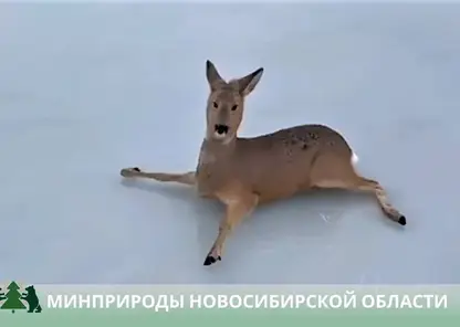 Сотни косуль в ходе миграции застряли на ледяном озере в Новосибирской области