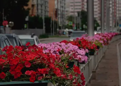 На Белинского в Красноярске впервые появились клумбы