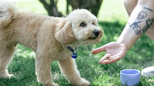 Опрос ВЦИОМ: зумеры тратят на питомцев больше денег, чем другие поколения
