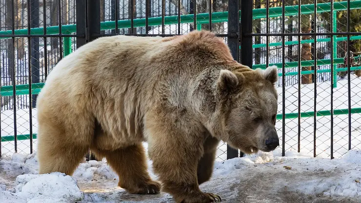 В Красноярске медведи начали просыпаться после зимней спячки
