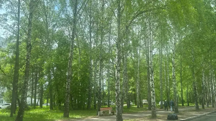 В Красноярск придёт жара: в среду, 24 июня воздух прогреется до +30°