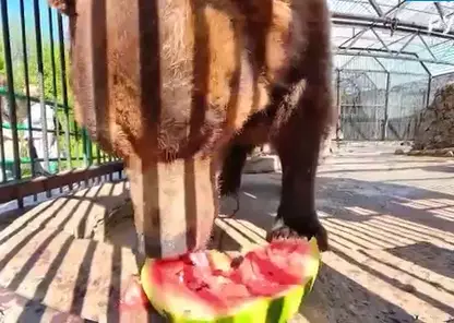 Медведь из красноярского зоопарка удивил скоростью поедания арбуза