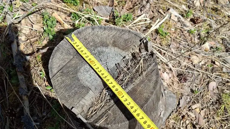 Житель Красноярского края незаконно вырубил почти 500 редких деревьев