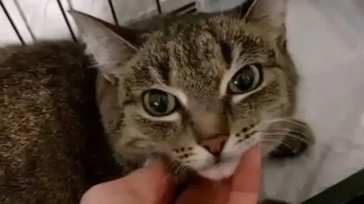 В Красноярске спасли кошку, 20 дней жившую среди хлама и останков хозяина