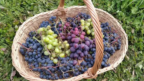 60 сортов винограда вырастил садовод из Красноярска Сергей Будрис