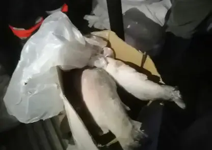 23 кг форели попытался украсть рыбак из коптильного цеха в Дудинке