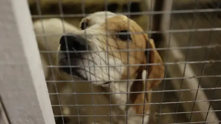 Законопроект об умерщвлении бродячих животных в приютах не поддержали в комитете Совфеда по конституционному законодательству