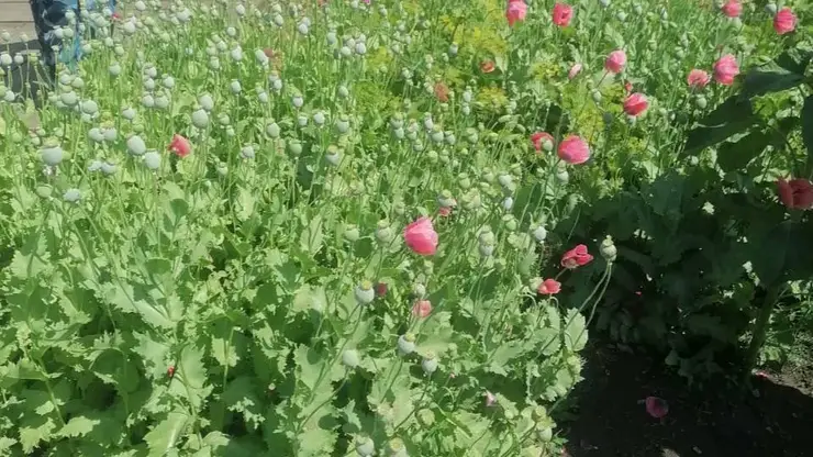 437 кустов мака: житель Красноярского края выращивал наркосодержащие растения под видом «пирожковой» добавки