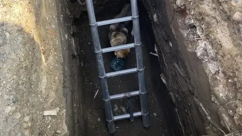 Упавшую в колодец собаку спасли в Енисейске Красноярского края