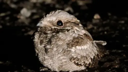 Редкую птицу удалось запечатлеть в заказнике Омской области