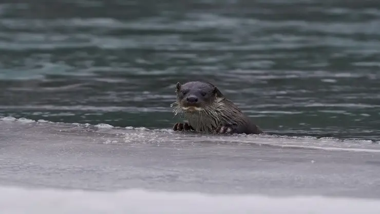 Краснокнижную выдру впервые сфотографировали в Сайлюгемском нацпарке на Алтае