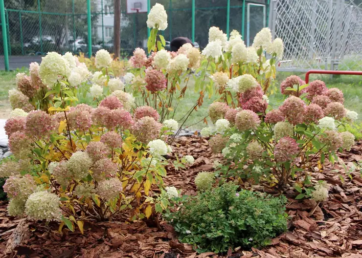 В Красноярске озеленили 100 дворов