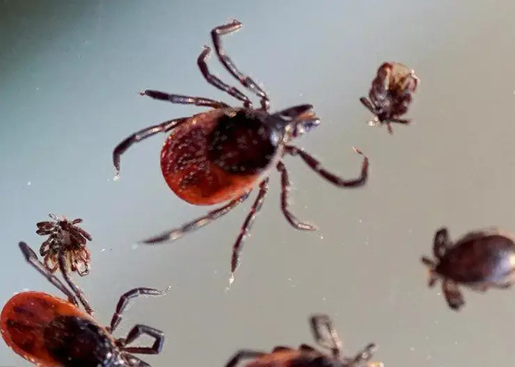 Спальные районы Красноярска начали обрабатывать от клещей