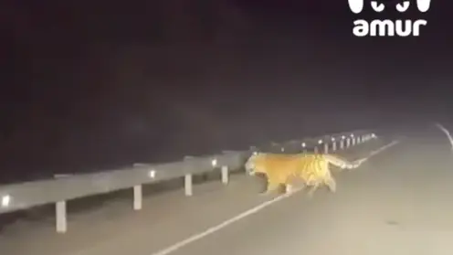 Тигр вышел на трассу в Хабаровском крае и растерялся при виде автомобиля