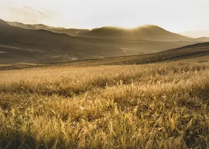 В Красноярском крае подвели итоги сельскохозяйственного сезона