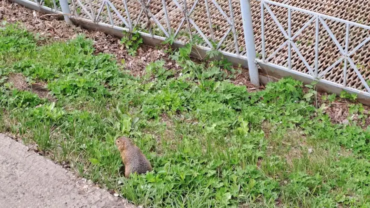 В Красноярске на Татышеве появился светофор для сусликов