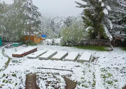 Эксперты дали советы по спасению посадок из-за заморозков в Красноярском крае
