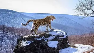Редкий дальневосточный леопард вышел к туристам в Приморье и попал на видео
