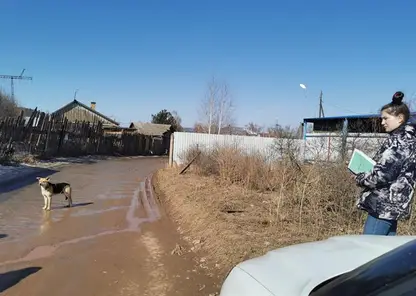 В Красноярске стартовал второй этап учета бродячих собак