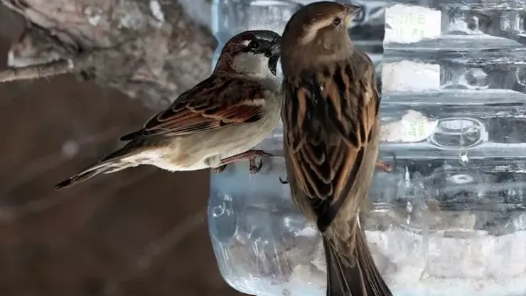 Орнитологи организовали перепись домовых воробьёв в Новосибирской области