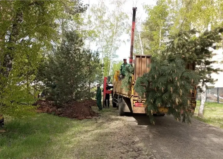 Коммунальщики пересаживают деревья из зоны строительства метро в Красноярске