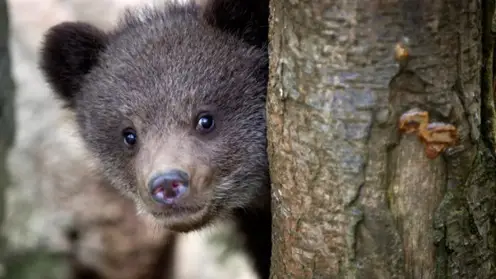 В Красноярском крае разрешили отстрелить медведей старше одного года