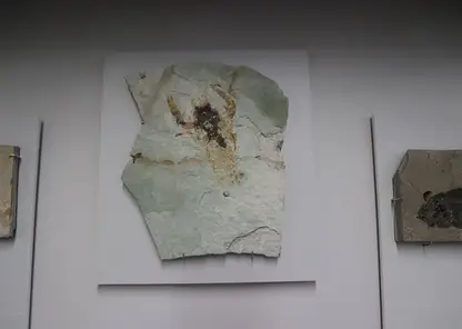 Выставка живших более 120 миллионов лет назад озерных обитателей открылась в Новосибирске