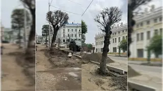 «Не проснулись»: в центре Красноярска вырубят ещё три сухих дерева «Не проснулись»: в центре Красноярска вырубят ещё три сухих дерева