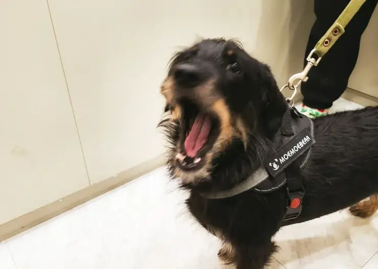 Электронные сертификаты на антитела к бешенству вводятся с декабря 2025 года