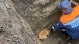 Пятерых бездомных собак достали из выкопанной глубокой ямы в Красноярском крае