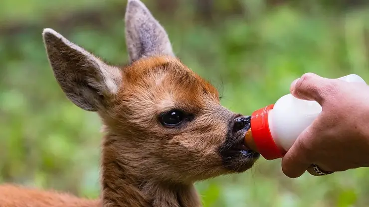 В «Роевом ручье» спасают косулёнка, от которого отказалась мать