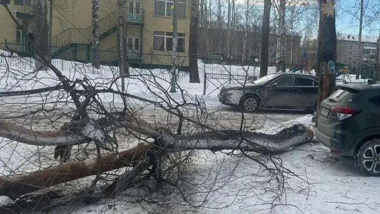 На двух школьников упало дерево во время метели в Новосибирске, один из них в больнице