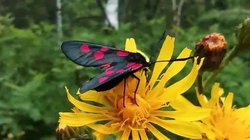 Лесные пожарные края показали парные танцы ядовитых бабочек