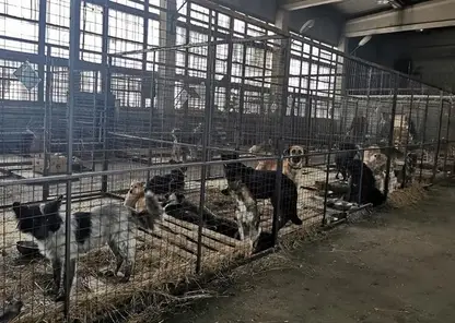 В Красноярске 1249 собак отловлены и помещены в городские приюты с диагнозом агрессивности