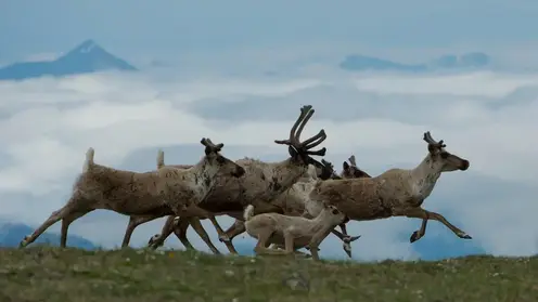 Две экспедиции для изучения подвида северного оленя проведут на Байкале